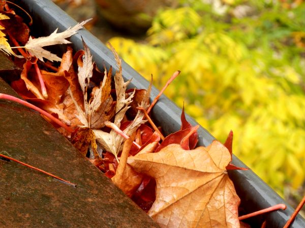 Cost of Roof Gutter Debris Removal in Port Angeles